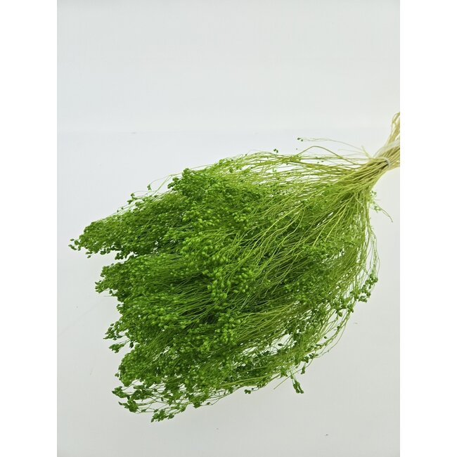 Fleurs séchées Broom Bloom vert clair | Longueur ± 45 centimètres | Poids 100 grammes