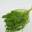 Light green Broom Bloom dried flowers | Length ± 45 centimetres | Weight 100 grams