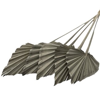 Dutch Dried Grey Dried Palm Spear | Length ± 45 centimetres | Per 5 stems