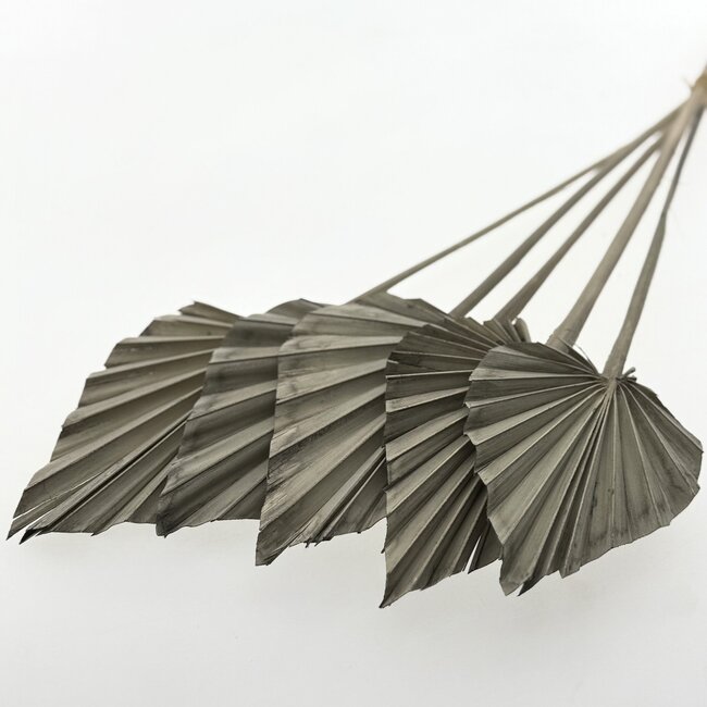 Grijs gedroogde Palm Speer | Lengte ± 45 centimeter | Per 5 takken