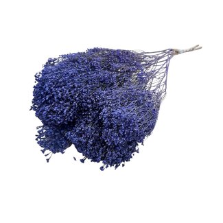Dutch Dried Broom Bloom séchées violet-bleu | Longueur ± 50 centimètres | Poids 100 grammes