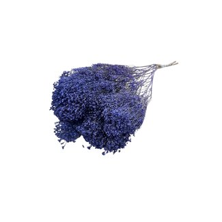 Dutch Dried Paars-blauwe Broom Bloom droogbloemen | Lengte ± 50 centimeter | Gewicht 100 gram