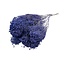 Lila-blaue Broom Bloom Trockenblumen | Länge ± 50 Zentimeter | Gewicht 100 Gramm