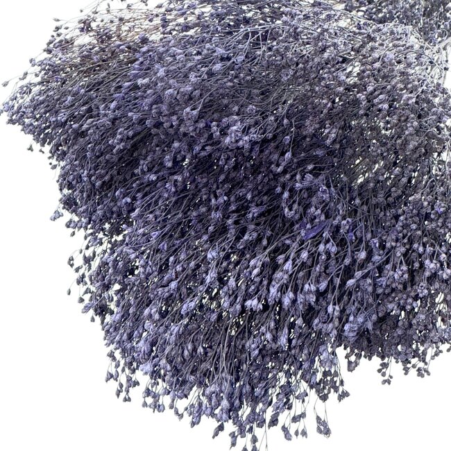 Paars-blauwe Broom Bloom droogbloemen | Lengte ± 50 centimeter | Gewicht 100 gram
