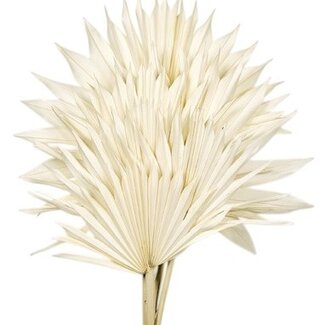 Casa Alegria Wit gebleekte Palm Sun takken | Lengte ± 60 centimeter | Per 5 takken