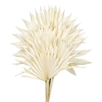 Casa Alegria White bleached Palm Sun branches | Length ± 60 centimetres | Per 5 branches