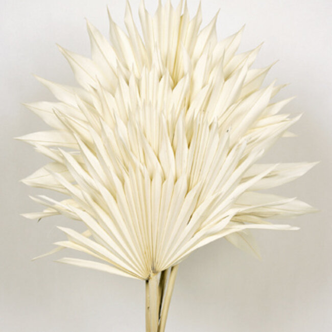 White bleached Palm Sun branches | Length ± 60 centimetres | Per 5 branches