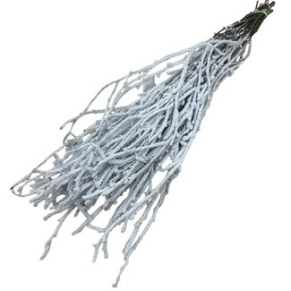 Dutch Dried Wit besneeuwde Berkentakken | Lengte ± 60 centimeter | Per 10 takken