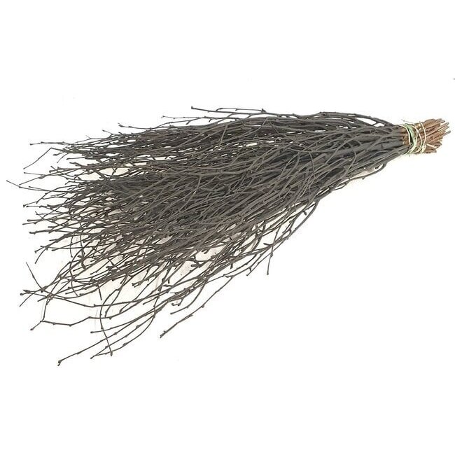 Branches de bouleau noir | Longueur ± 60 centimètres | Par 10 branches