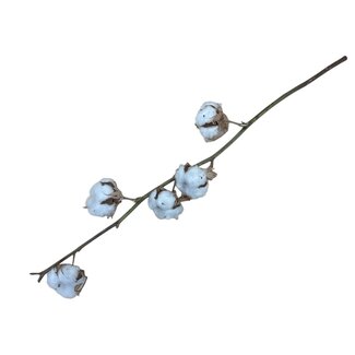 Dutch Dried Naturelle katoentakken | 4 - 5 witte katoenbollen per tak | ± Lengte 45 centimeter