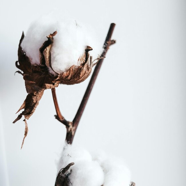 Natural cotton branches | 4 - 5 white cotton bolls per branch | ± Length 45 centimetres