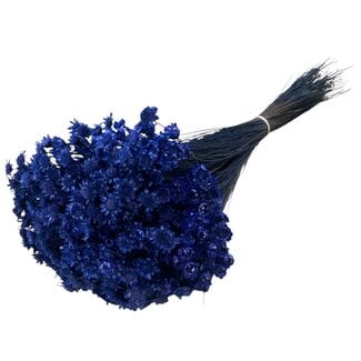 Casa Alegria Dark blue Glixia dried flowers | Length ± 50 centimetres | Weight ± 50 grams