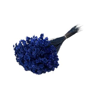 Casa Alegria Donkerblauwe Glixia droogbloemen | Lengte ± 50 centimeter | Gewicht ± 50 gram