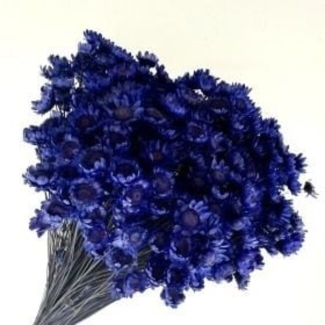 Donkerblauwe Glixia droogbloemen | Lengte ± 50 centimeter | Gewicht ± 50 gram