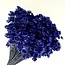 Dark blue Glixia dried flowers | Length ± 50 centimetres | Weight ± 50 grams