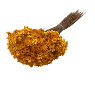 Casa Alegria Oranje Glixia droogbloemen | Lengte ± 50 centimeter | Gewicht ± 50 gram