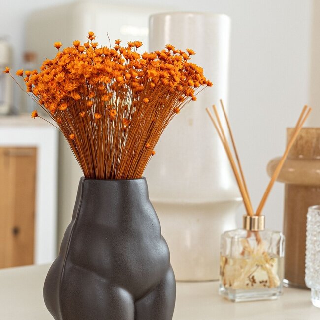 Oranje Glixia droogbloemen | Lengte ± 50 centimeter | Gewicht ± 50 gram