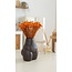 Orange Glixia dried flowers | Length ± 50 centimetres | Weight ± 50 grams