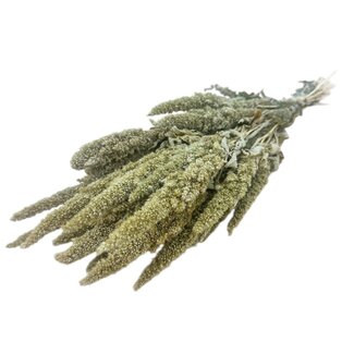 Dutch Dried Amaranthus Cruentus séchées naturelles vertes | Longueur ± 60 centimètres | Poids ± 125 grammes