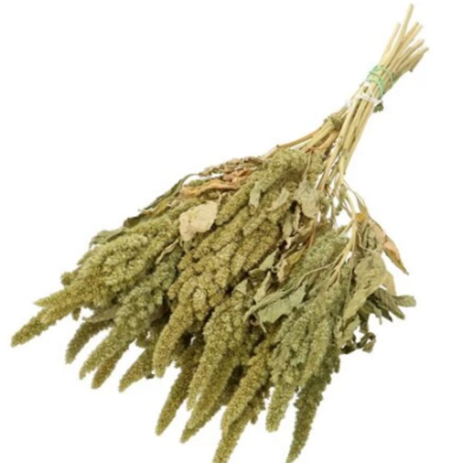 Naturel groene Amaranthus Cruentus droogbloemen | Lengte ± 60 centimeter | Gewicht ± 125 gram
