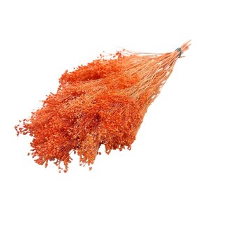 Casa Alegria Orange Broom Bloom dried flowers | Length ± 50 centimetres | Weight 100 grams