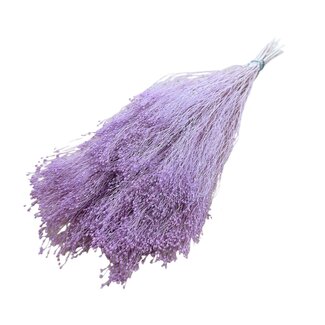 Casa Alegria Milk purple Broom Bloom dried flowers | Length ± 50 centimetres | Weight 100 grams
