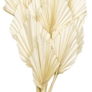 Casa Alegria White bleached Palm Spear branches | Length ± 50 centimetres | Per 10 branches