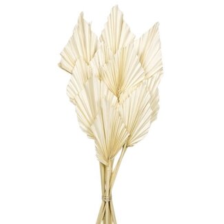 Casa Alegria White bleached Palm Spear branches | Length ± 50 centimetres | Per 10 branches