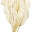 Wit gebleekte Palm Spear takken | Lengte ± 50 centimeter | Per 10 takken