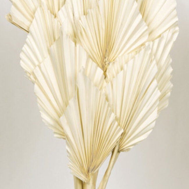 White bleached Palm Spear branches | Length ± 50 centimetres | Per 10 branches