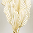 Palmes de lance blanchies | Longueur ± 50 centimètres | Par 10 branches
