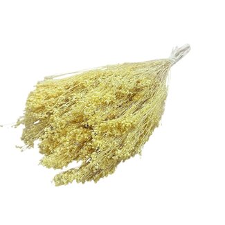 Dolce Vita Gele Broom Bloom droogbloemen | Lengte ± 45 centimeter | Gewicht 100 gram