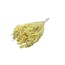 Yellow Broom Bloom dried flowers | Length ± 45 centimetres | Weight 100 grams
