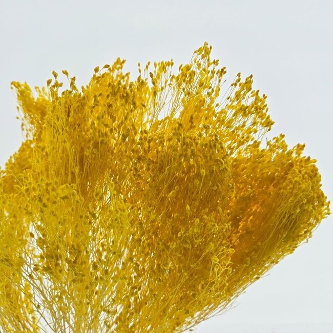 Bloom de Broom jaune fleurs séchées | Longueur ± 45 centimètres | Poids 100 grammes