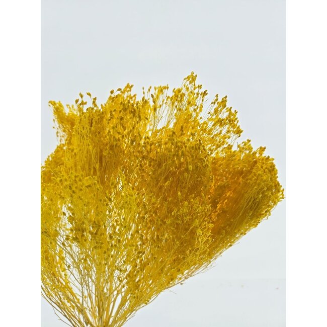 Gele Broom Bloom droogbloemen | Lengte ± 45 centimeter | Gewicht 100 gram