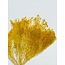 Gele Broom Bloom droogbloemen | Lengte ± 45 centimeter | Gewicht 100 gram