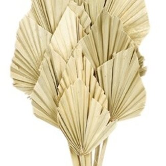 Casa Alegria Naturelle Palm Spear takken | Lengte ± 50 centimeter | Per 10 takken