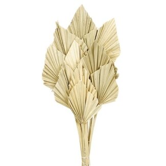 Casa Alegria Naturelle Palm Spear takken | Lengte ± 50 centimeter | Per 10 takken