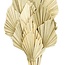 Naturelle Palm Spear branches | Longueur ± 50 centimètres | Par 10 branches