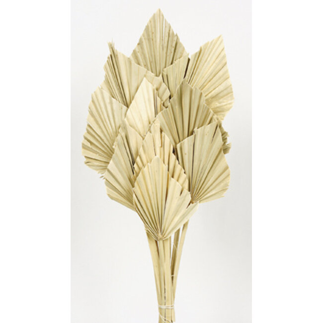 Natural Palm Spear branches | Length ± 50 centimetres | Per 10 branches