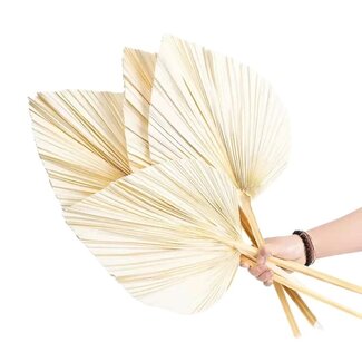 Casa Alegria Weiß gebleichte Palm Spear Gigante | Länge ± 50 Zentimeter | Pro 3 Zweige