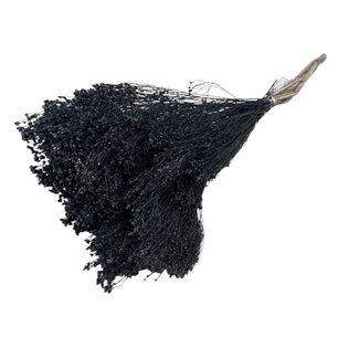 Dutch Dried Schwarze Broom Bloom Trockenblumen | Länge ± 50 Zentimeter | Gewicht 100 Gramm