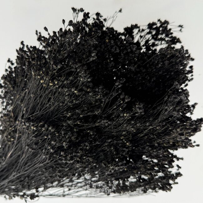 Zwarte Broom Bloom droogbloemen | Lengte ± 50 centimeter | Gewicht 100 gram