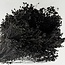 Black Broom Bloom dried flowers | Length ± 50 centimetres | Weight 100 grams