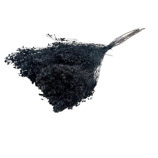 Black Broom Bloom dried flowers | Length ± 50 centimetres | Weight 100 grams