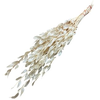Dutch Dried Fleurs séchées Baby Lunaria blanchies | Longueur ± 65 centimètres | Poids ± 100 grammes