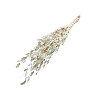 Dutch Dried Weiß gebleichte Baby Lunaria Trockenblumen | Länge ± 65 Zentimeter | Gewicht ± 100 Gramm