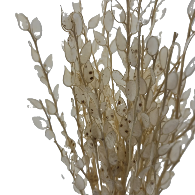 Wit gebleekte Baby Lunaria droogbloemen | Lengte ± 65 centimeter | Gewicht ± 100 gram