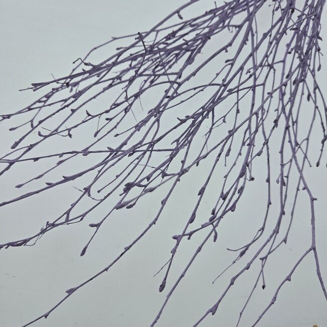 Lilac Misty Birch Branches | Length ± 60 centimetres | Per 10 branches