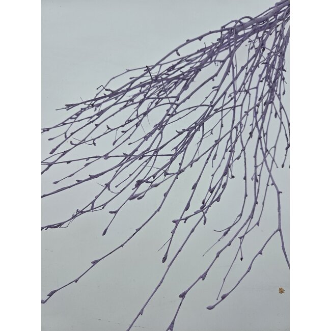 Lilac Misty Birch Branches | Length ± 60 centimetres | Per 10 branches